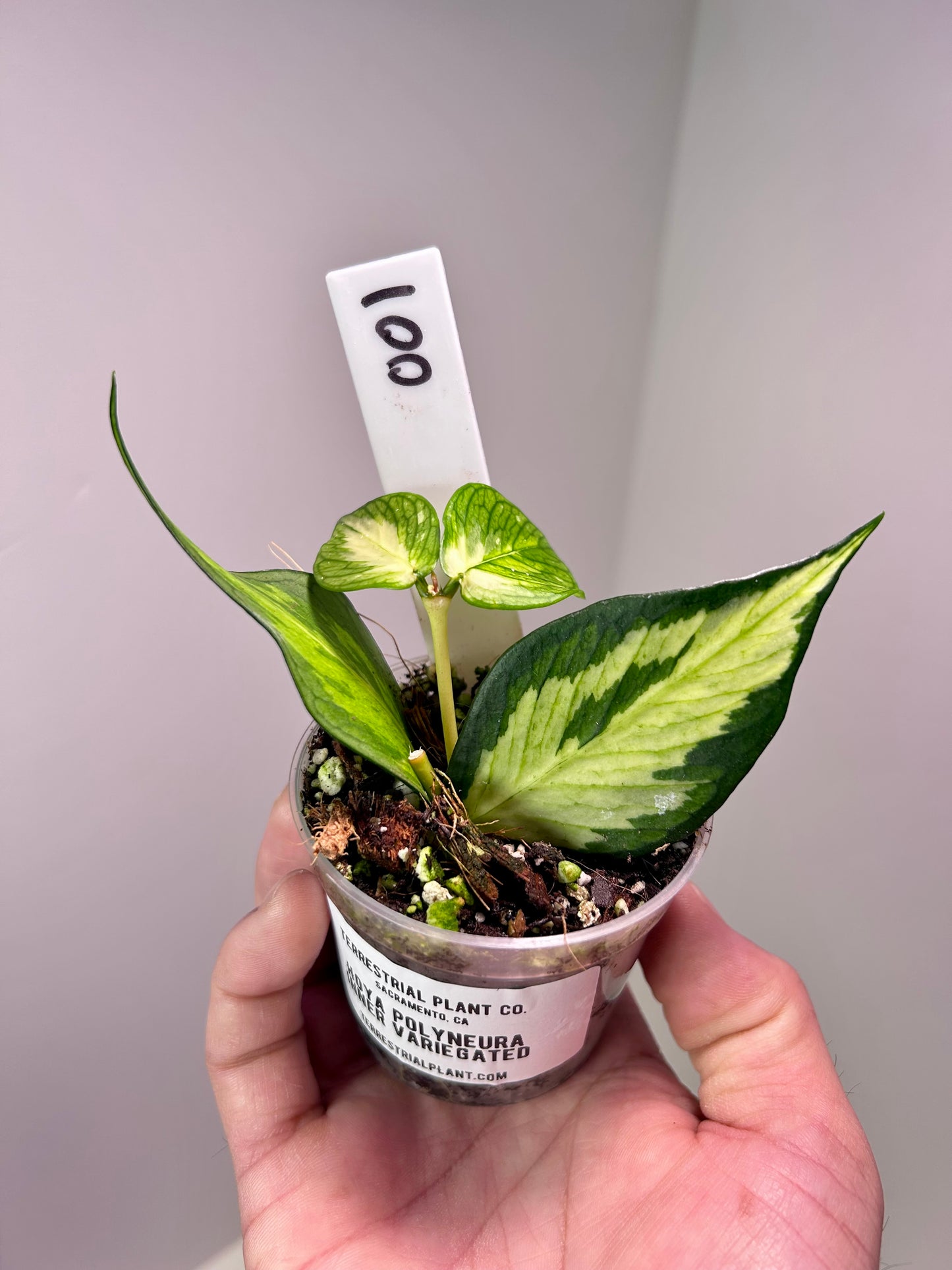 Hoya polyneura 'Inner Variegated' 2" Pot