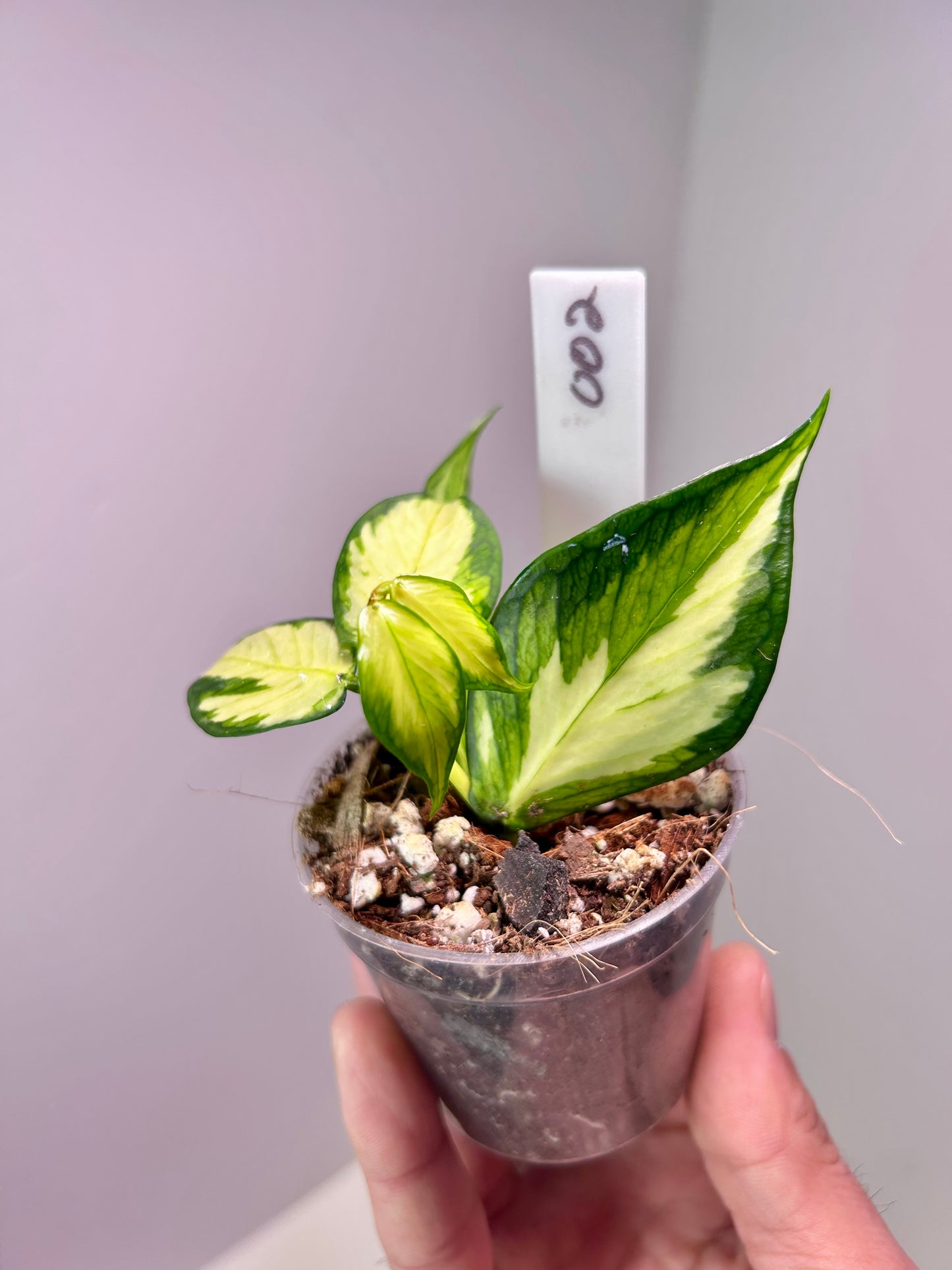 Hoya polyneura 'Inner Variegated' 2" Pot