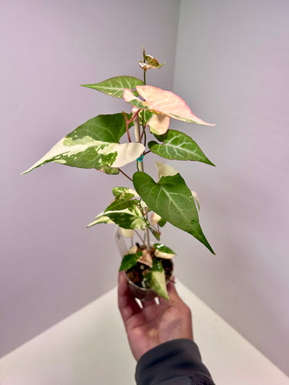 Fallopia multiflora variegata 2" pot