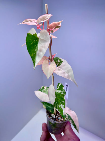 Fallopia multiflora variegata 2" pot