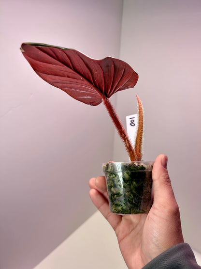 Philodendron squamicaule 'Red' 2" Pot