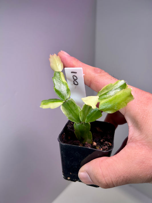 Schlumbergera truncata variegated 2" Pot