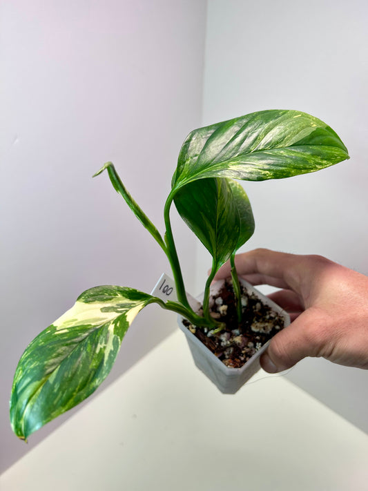 Monstera lechleriana albo variegata 3" Pot