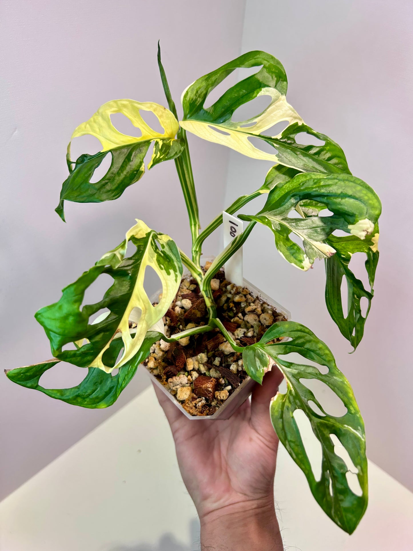 Monstera adansonii variegata 'Japanese Tri-color' 4" Pot