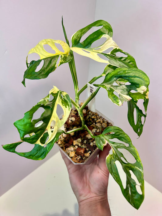 Monstera adansonii variegata 'Japanese Tri-color' 4" Pot