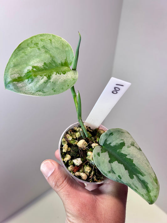 Scindapsus 'Sparkling Borneo' 2" Pot