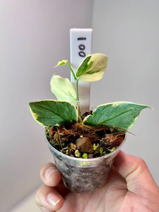 Hoya polyneura albomarginata 2" Pot