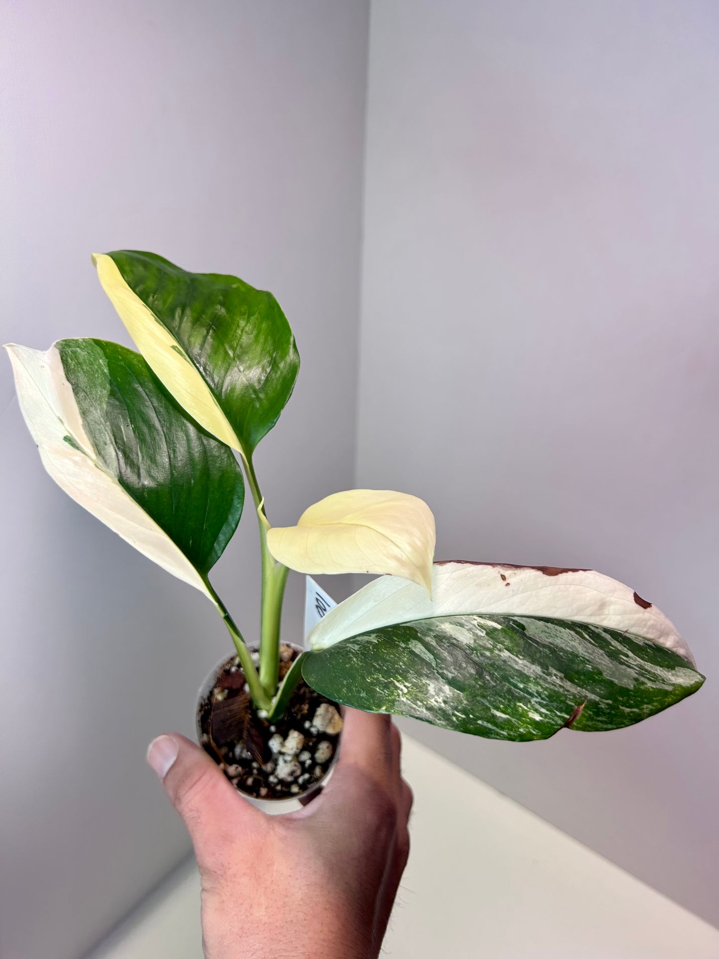 Monstera lechleriana albo variegata 2" Pot