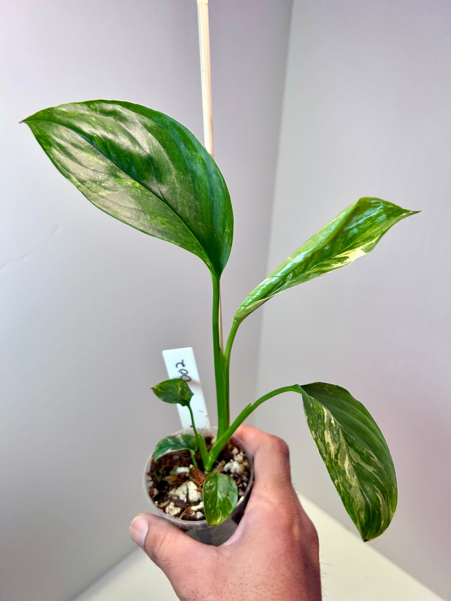 Monstera lechleriana albo variegata 2" Pot