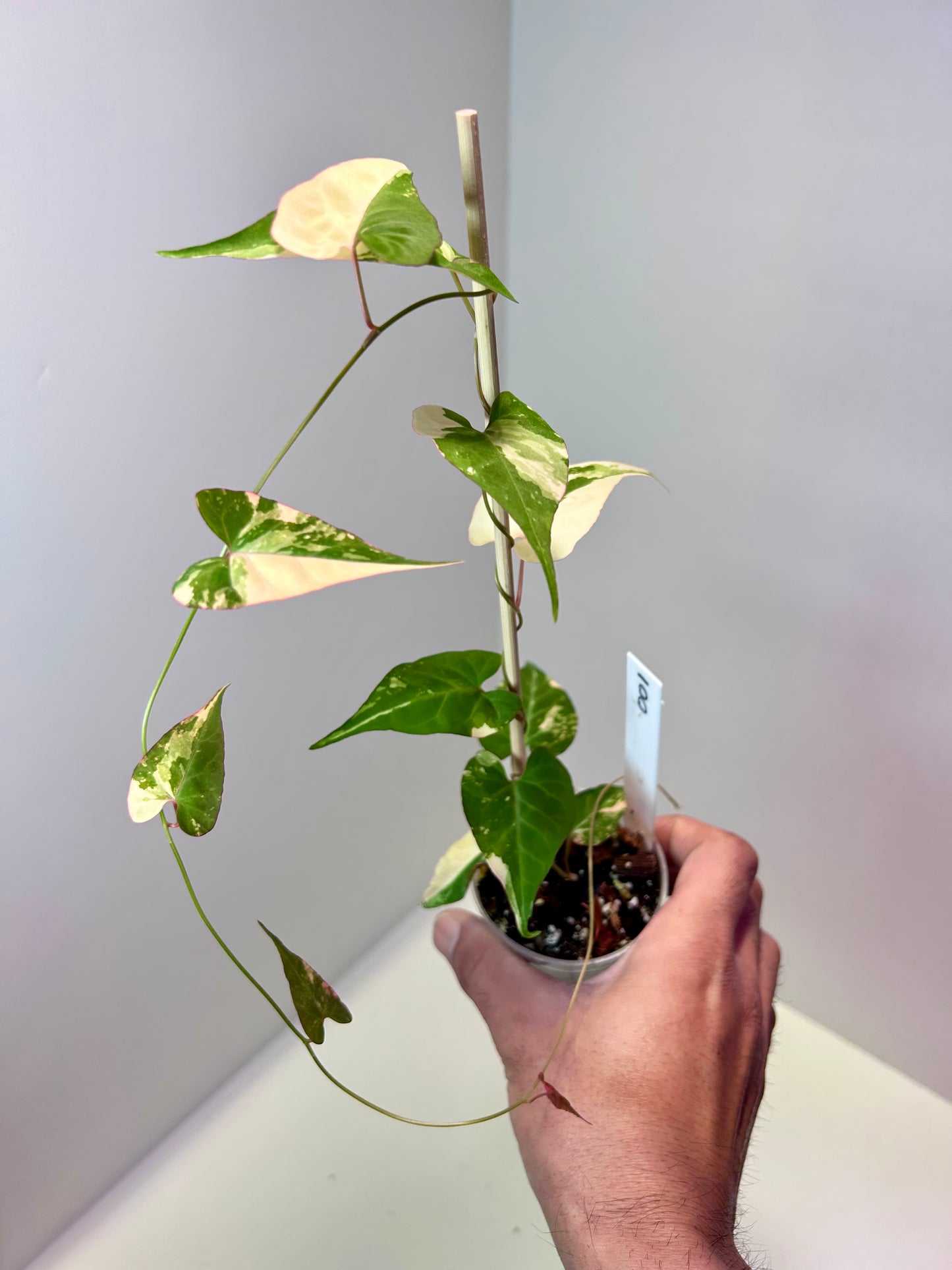 Fallopia multiflora variegata 2" pot