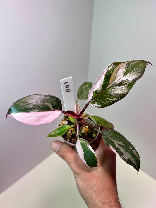 Philodendron 'Red Anderson' 2" Pot