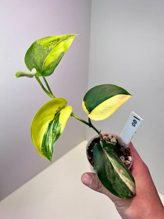 Scindapsus 'Jade Satin' variegated 3" Pot