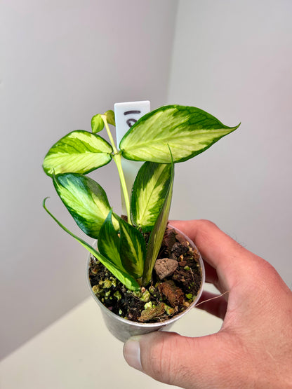 Hoya polyneura 'Inner Variegated' 2" Pot