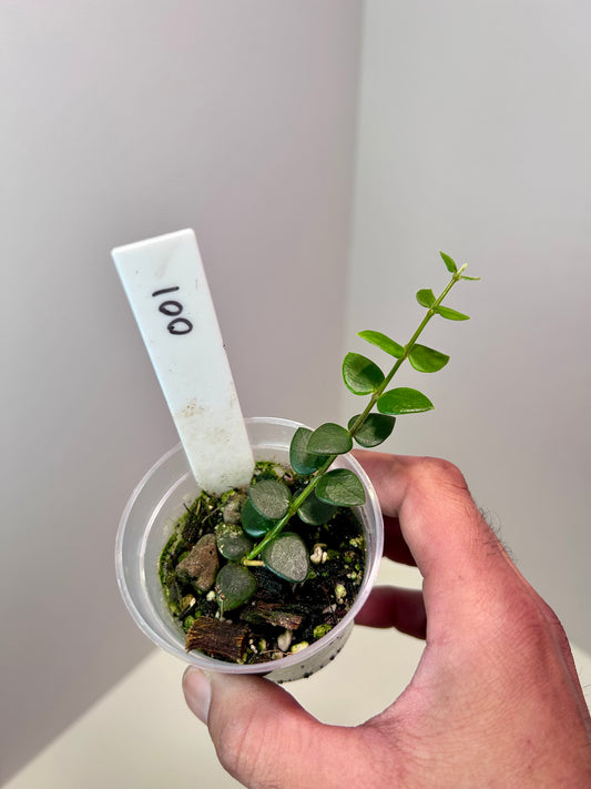 Hoya chinghungensis 2" Pot