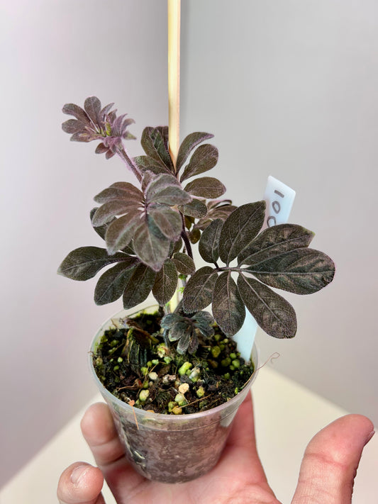 Solanum uleanum 2" Pot