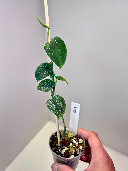 Scindapsus pictus 'Tricolor Dark Form' 2" Pot