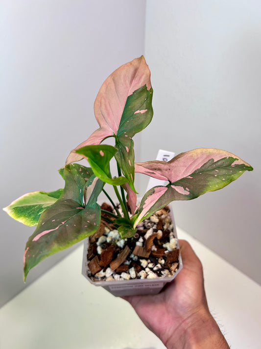 Syngonium podophyllum 'Pink Splash' 4" Pot