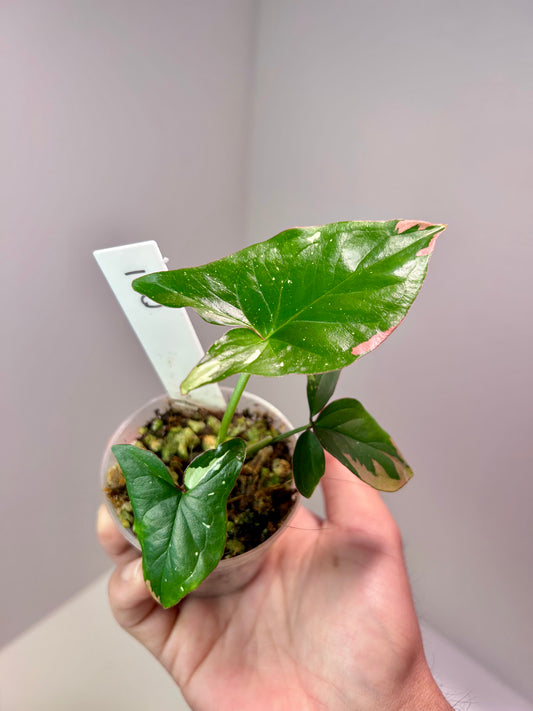 Syngonium podophyllum 'Red Spot' tricolor 2" Pot