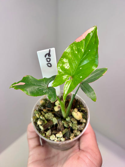 Syngonium podophyllum 'Red Spot' tricolor 2" Pot
