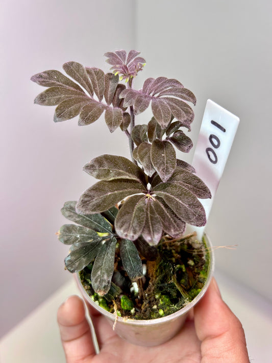 Solanum uleanum 2" Pot