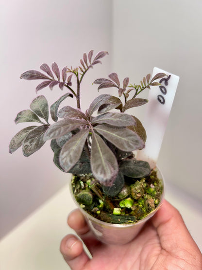 Solanum uleanum 2" Pot