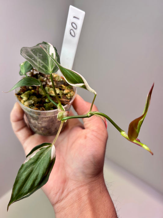 Philodendron micans 'Halo' variegated 2" Pot