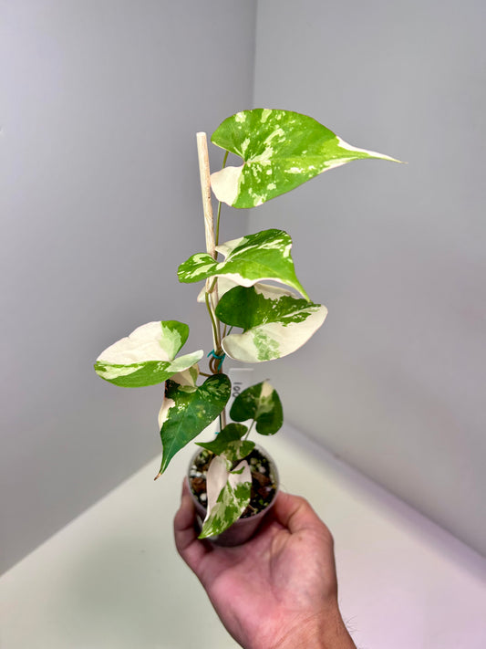 Fallopia multiflora variegata 2" pot