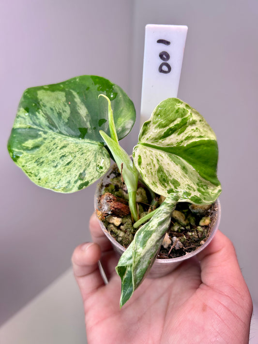 Philodendron hederaceum variegated 'Heart Leaf' 2" Pot