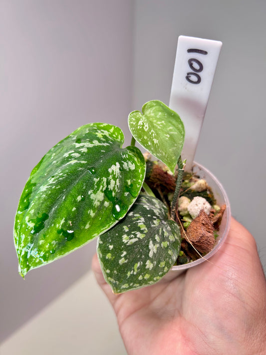 Scindapsus pictus 'Tricolor Dark Form' 2" Pot