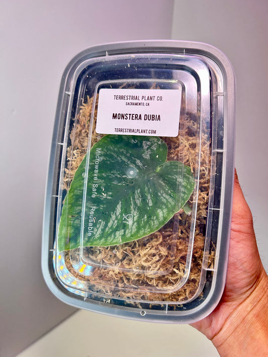 Monstera dubia - Moss Rooted Cutting