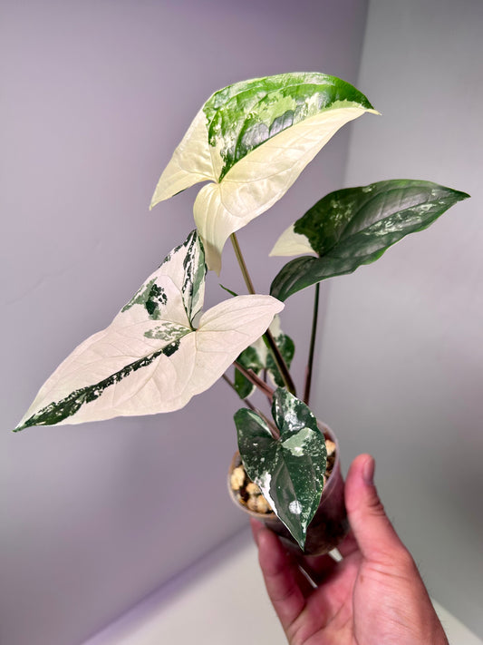 Syngonium podophyllum albo 2" Pot