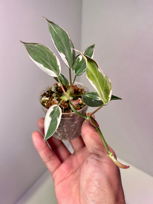 Philodendron micans 'Halo' variegated 2" Pot