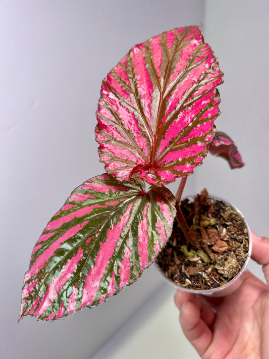 Begonia brevirimosa 2" Pot