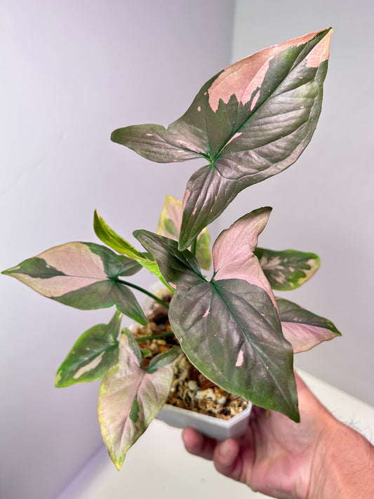 Syngonium podophyllum 'Pink Splash' 4" Pot