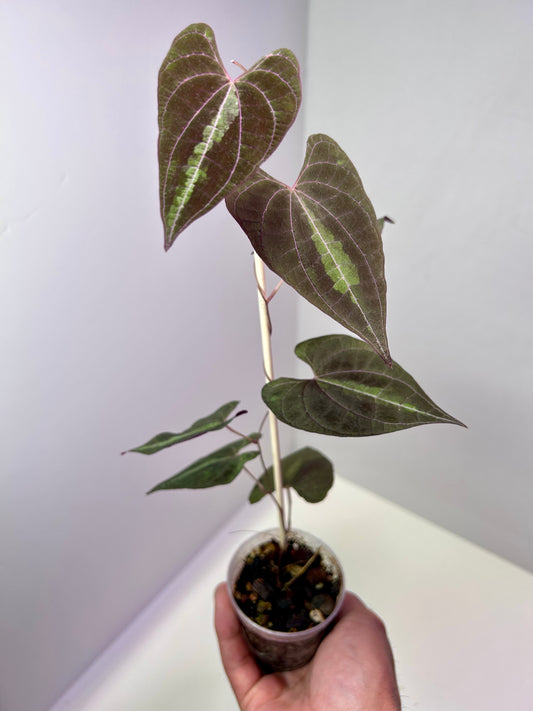 Dioscorea discolor 2" Pot