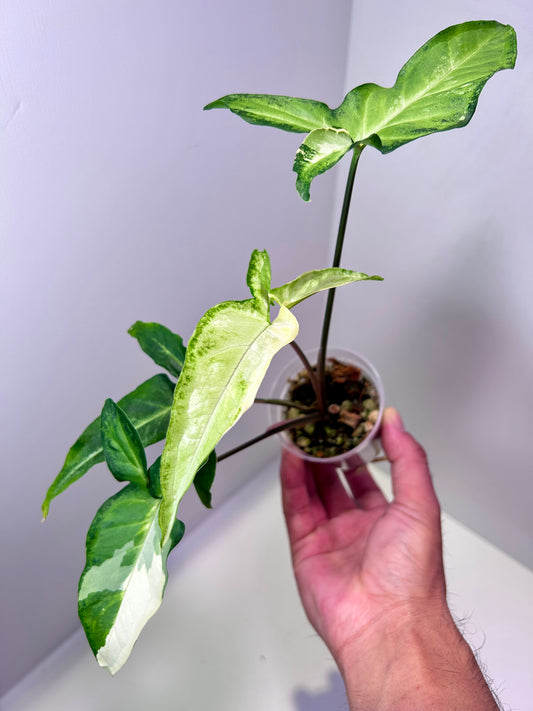 Syngonium angustatum variegated 2" Pot