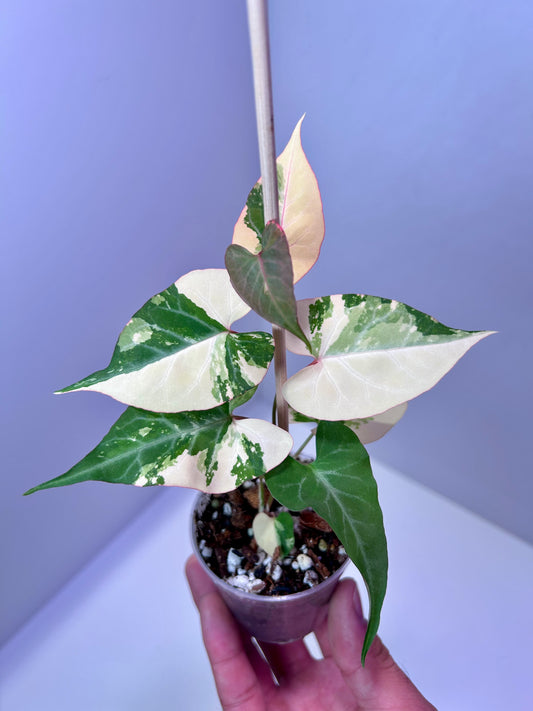 Fallopia multiflora variegata 2" pot