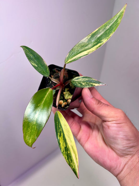 Philodendron 'Strawberry Shake' 2" Pot
