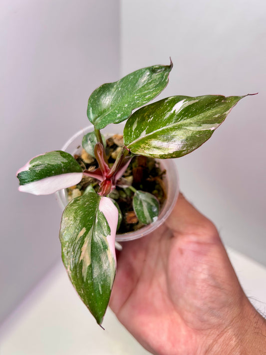 Philodendron 'Red Anderson' 2" Pot