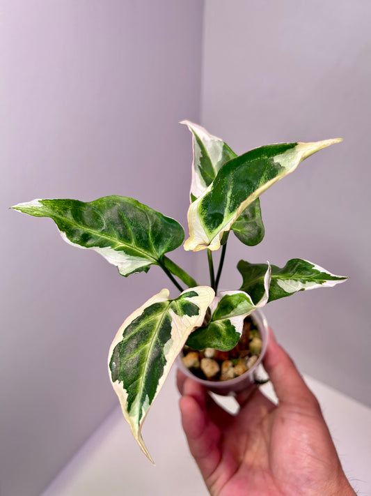 Syngonium T25 2" Pot