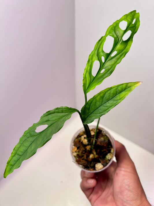 Monstera obliqua 'Peru' 2" Pot