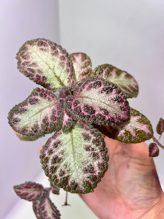 Episcia cupreata 'Pink Acajou' 2" Pot