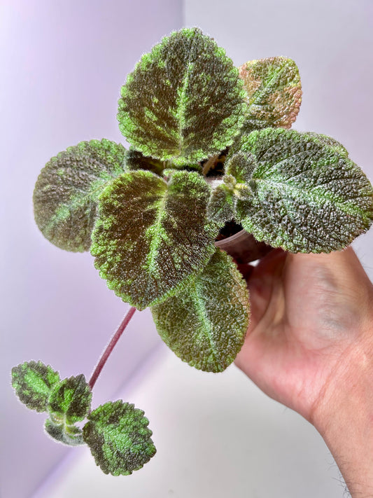 Episcia cupreata 'Emerald Velvet' 2" Pot