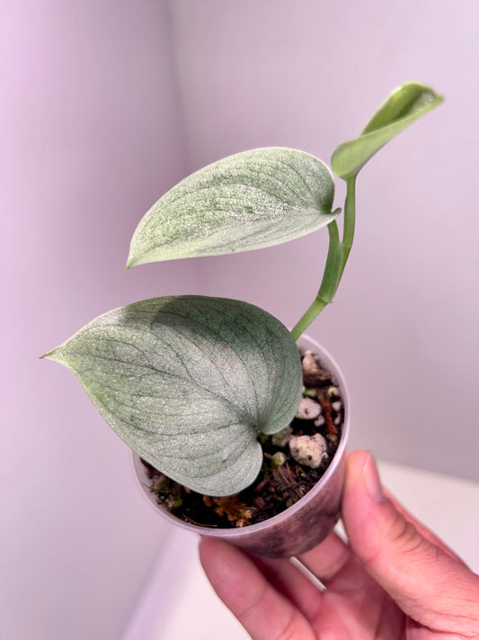 Scindapsus pictus 'Silver Platinum' 2" Pot
