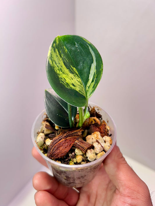 Scindapsus trebeuii 'Dark Form' variegated 2" Pot