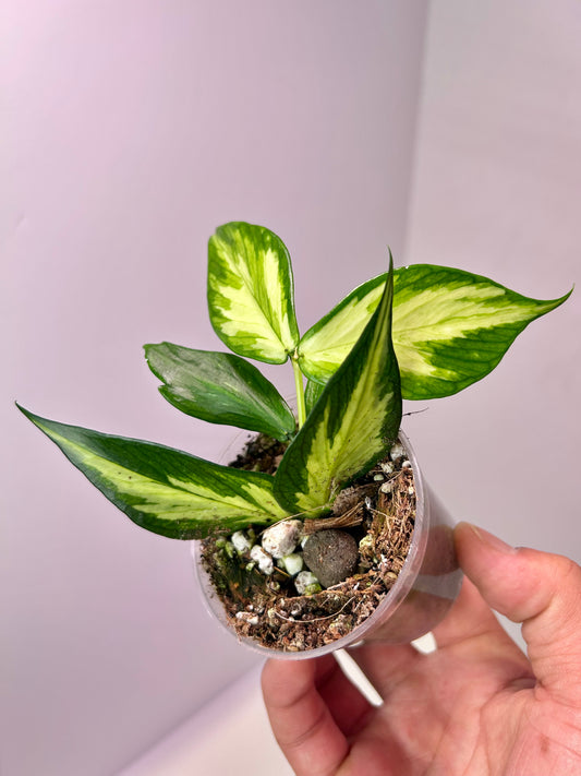 Hoya polyneura 'Inner Variegated' 2" Pot