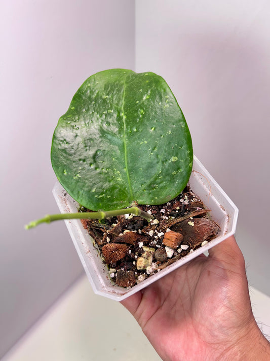 Hoya Loyceandrewsiana 4" Pot