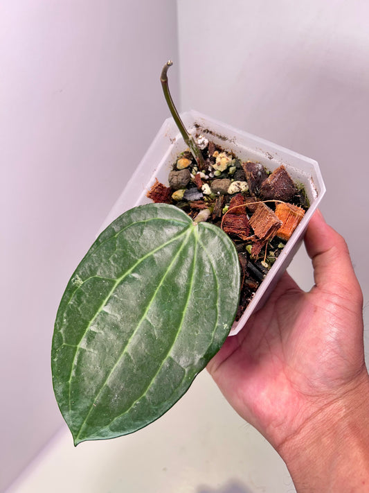 Hoya latifolia 4" Pot