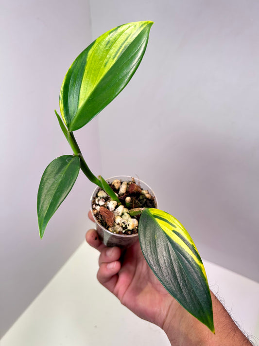 Scindapsus coriaceus variegated 2" Pot