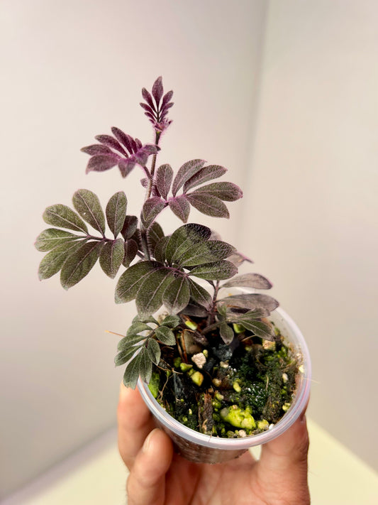 Solanum uleanum 2" Pot